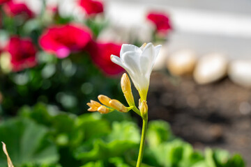 Freesia. Freesia is a genus of herbaceous perennial flowering plants in the family Iridaceae, first...