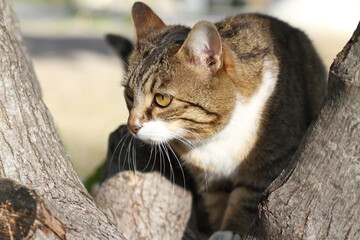 tabby and white cat outdoors with green plants garden in street cars
