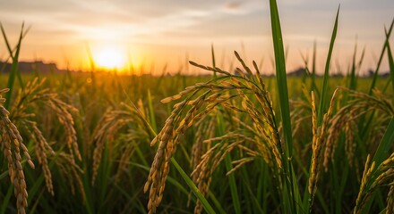 Fototapeta premium Golden Rice Field Sunset: Nature's Harvest at Dusk