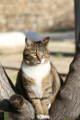tabby and white cat outdoors with green plants garden in street cars
