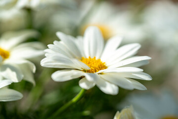 Fototapeta premium Common daisy. Bellis perennis, the daisy, is a European species of the family Asteraceae, often considered the archetypal species of the name daisy. To distinguish this species from other plants known
