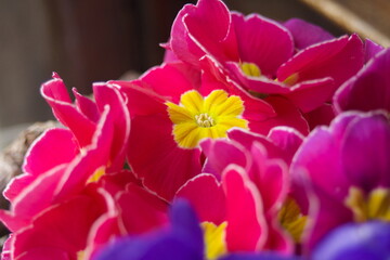 close up of multicolored petals of primroses in botanical called Primula vulgaris