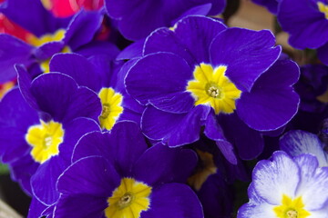 close up of multicolored petals of primroses in botanical called Primula vulgaris