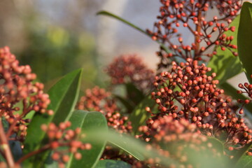 close up of red berries on Skimmia reevesiana commonly known as Reeves skimmia