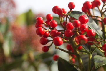 close up of red berries on nandina domestica in common called heavenly bamboo or sacred bamboo