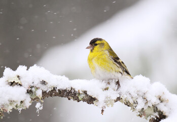 Eurasian siskin (Spinus spinus) male in snowfall sitting on a branch in early spring.