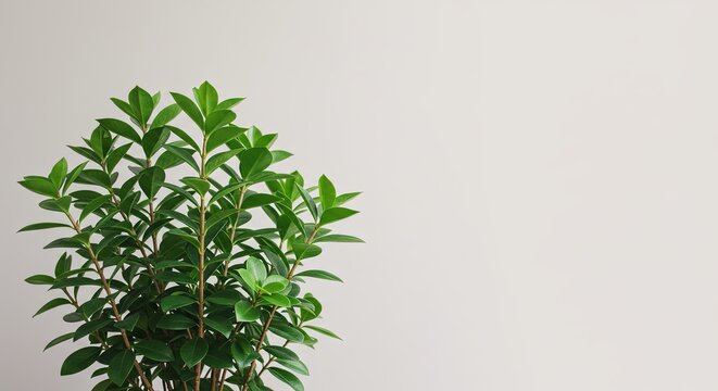 Lush green ficus microcarpa plant against a clean, neutral backdrop