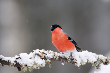 Eurasian bullfinch (Pyrrhula pyrrhula) male in snowfall sitting on a branch in the forest in early spring.	
