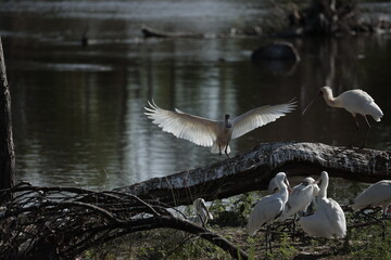 Graceful white Birds sitting by calm water Showcasing Nature's Serenity and Harmony