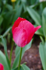 pink and white tulip