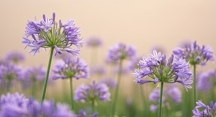 Dreamy Agapanthus Flowers, A Serene Lavender Floral Meadow Landscape