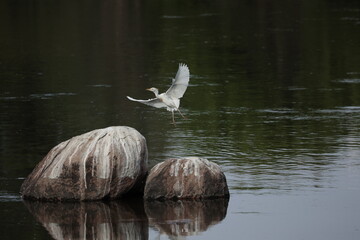 Graceful white bird Flying Over Calm Waters 
