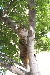 tabby and white cat outdoors with green plants garden in street cars
