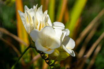 Freesia. Freesia is a genus of herbaceous perennial flowering plants in the family Iridaceae, first...