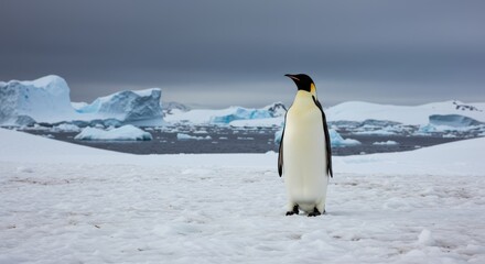 Fototapeta premium Solitary emperor penguin standing tall amidst the Antarctic wilderness beauty