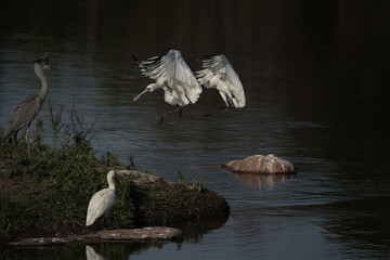 two graceful white birds Flying Over Calm Waters 