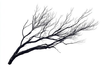 Bare, sprawling tree branches against white background