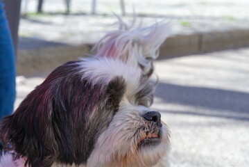 Porträt eines Shih Tzu - Hunderasse