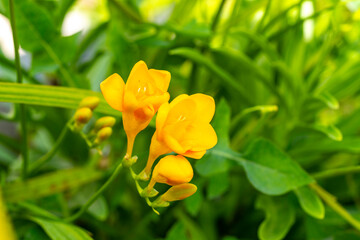 Freesia. Freesia is a genus of herbaceous perennial flowering plants in the family Iridaceae, first...