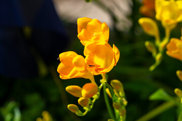 Freesia. Freesia is a genus of herbaceous perennial flowering plants in the family Iridaceae, first...