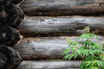 Green bush against the background of a log house wall. Fragment of a log house wall. Close-up of the logs of an old house wall and greenery around it.