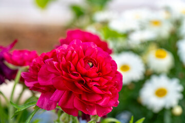 Fototapeta premium Chinese peony. Paeonia lactiflora is a species of herbaceous perennial flowering plant in the family Paeoniaceae, native to central and eastern Asia from eastern Tibet across northern China to eastern
