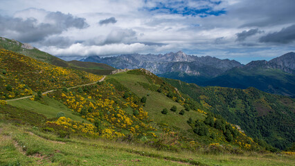 Fototapeta premium Mountain landscape covered in yellow broom in the Picos de Europa park in Spain