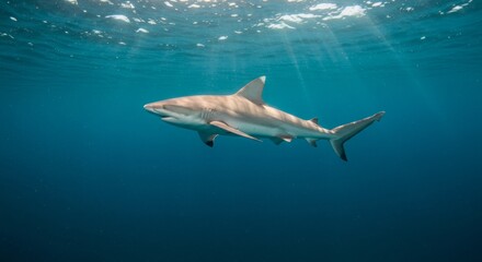 Fototapeta premium Solitary shark gracefully swimming through the ocean depths near the surface