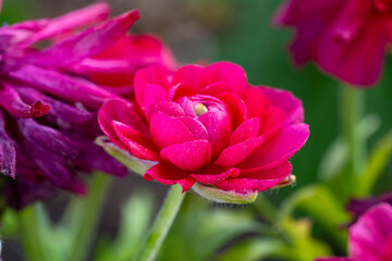 Chinese peony. Paeonia lactiflora is a species of herbaceous perennial flowering plant in the family Paeoniaceae, native to central and eastern Asia from eastern Tibet across northern China to eastern