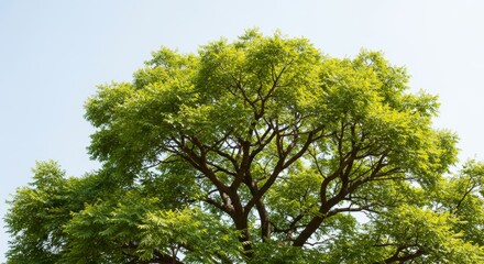 Fototapeta premium Lush green tree with a dense canopy against a clear sky backdrop