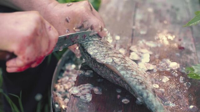 Cleaning live fish outdoors. Preparation for cooking. Close-up of a man's hand with a knife cleaning fresh fish. Preparation for cooking