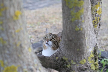 tabby and white cat outdoors with green plants garden in street cars
