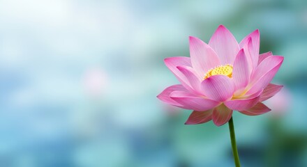 Elegant pink lotus flower with blurred dreamy background, representing serenity and peace