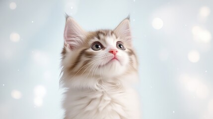 Fototapeta premium A curious kitten looking up with wide eyes, soft fur and delicate features, light bokeh background, serene and dreamy atmosphere, and indoor portrait.