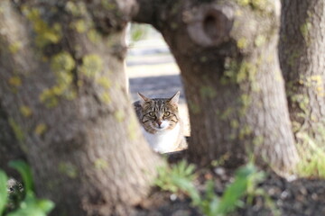 tabby and white cat outdoors with green plants garden in street cars
