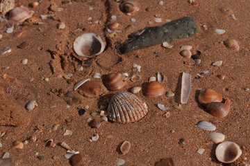 Seashells and smooth pebbles nestled across sandy shoreline, forming organic coastal composition