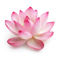 Close up of a pink lotus flower with white background and soft petals