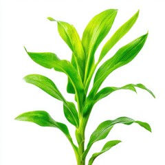 Fototapeta premium Green leafy plant close up shot on white background