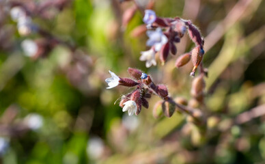 Pulmonaria officinalis, common names lungwort, common lungwort, Mary's tears or Our Lady's milk...