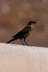 Young female Great tailed Grackle perched atop a fence post near Phoenix Sky Harbor Airport