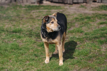 Happy dog in backyard. Mixed breed pet outdoors. Domestic animal enjoying sunshine. Friendly loyal dog. Canine in village garden. Pet with collar. Dog looking to side. Rural spring scene.