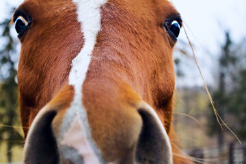 portrait of a horse closeup