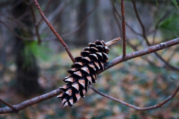 pine cones on a branch