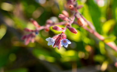 Pulmonaria officinalis, common names lungwort, common lungwort, Mary's tears or Our Lady's milk...