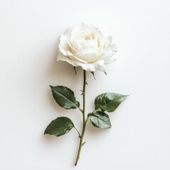 Single white rose with green leaves and stem lying on a plain white background studio shot top view