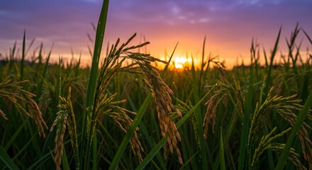 Fototapeta premium Golden Hour Rice Paddies: A Breathtaking Sunset Over Lush Green Fields