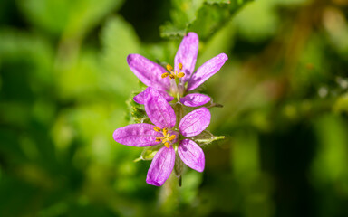 Erodium malacoides is a species of flowering plant in the geranium family known by the common names...