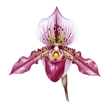 Elegant Paphiopedilum Orchid Illustration. clipart isolated on transparent background