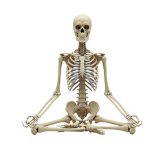 Skeletal Anatomy in Lotus Position. clipart isolated on transparent background