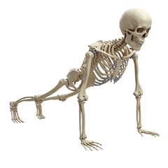 Skeletal Anatomy in Push-Up Position. clipart isolated on transparent background